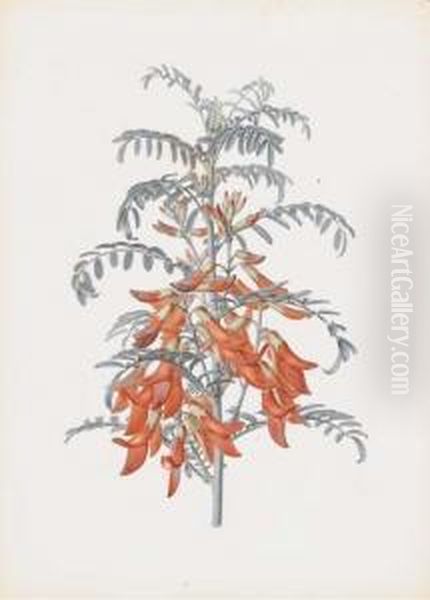 Sutherlandia Floribunda - view 1