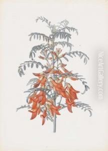 Sutherlandia Floribunda by Alfred Riocreux