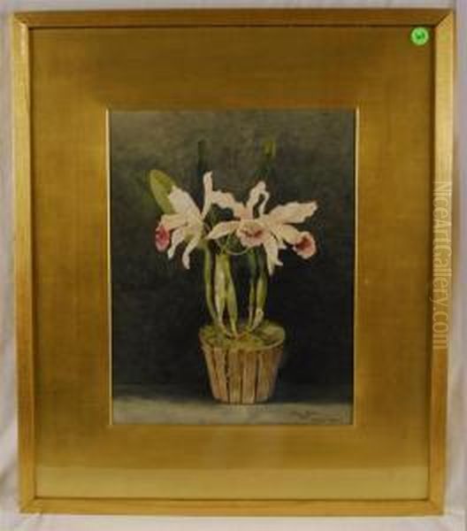 Orchids - view 1