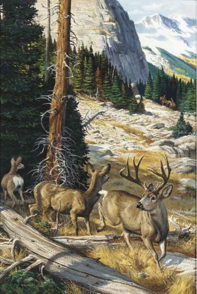 Mule Deer In The Rockies - view 1