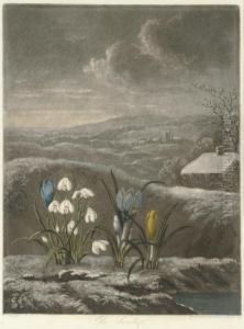 The Snow Drop, From
The Temple Of Flora The Snow Drop, From
The Temple Of Flora