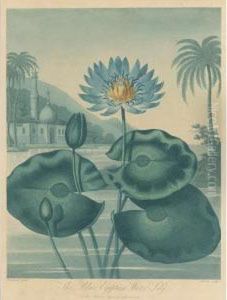 Temple Of Flora: The Blue Egyptian Water Lily