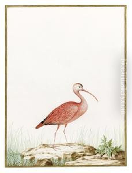 Scarlet Ibis - view 1