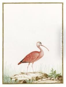 Scarlet Ibis by Nicolas Robert