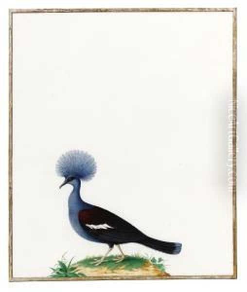 A Blue-crowned Pigeon - view 1