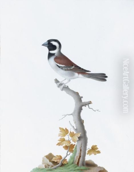 Moineau Melanure - view 1