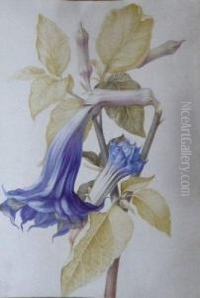 Datura Fastuosa - view 1