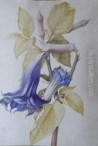 Datura Fastuosa