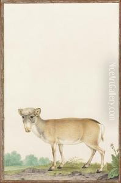 A Saiga Antelope - view 1