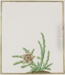 A Stapelia Variegata by Nicolas Robert