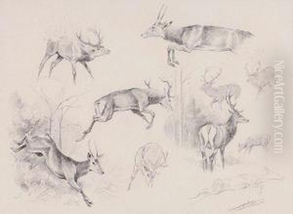 etude De Cerfs - view 1