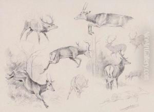 etude De Cerfs by Philippe Robert
