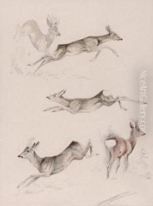 Etude De Chevreuils by Philippe Robert