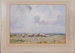 Sheep On A Moor In Springtime by David Robertson