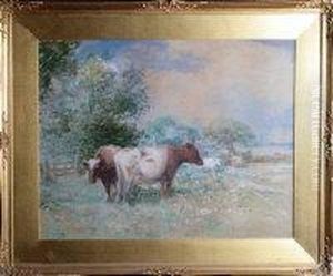 Cows In A Field