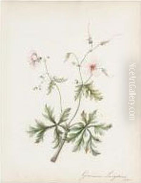 Study Of An African Bladder Hibiscus; Study Of A Geranium - view 1