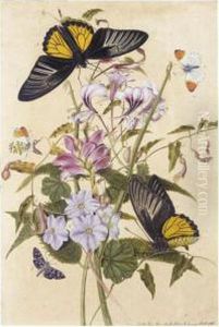 Cranesbill, Evergreen Birthwort, Virginian Chelone And Lady Of The Woods Butterfly