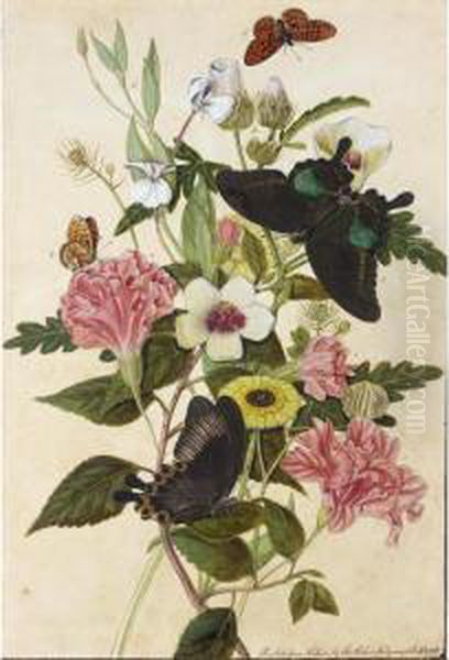 Hibiscus And Geraniums With Butterflies - view 1