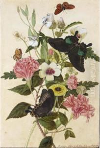 Hibiscus And Geraniums With Butterflies by Thomas Robins