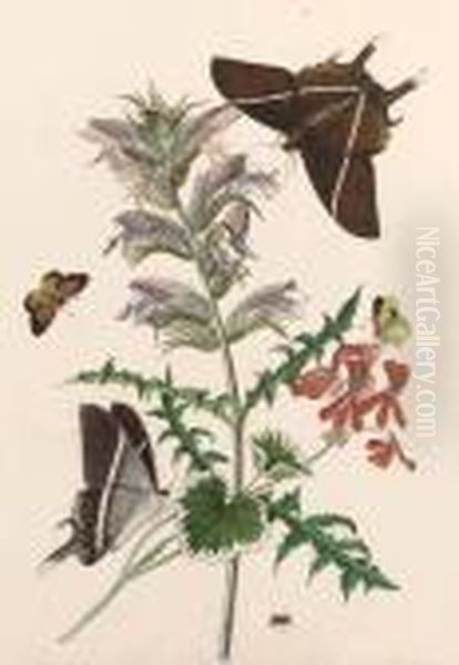 Thistle And Geranium With A Swallowtail And A Clouded Yellow - view 1