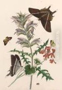 Thistle And Geranium With A Swallowtail And A Clouded Yellow by Thomas Robins