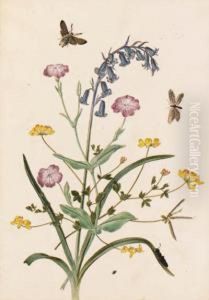 Bluebell And Lychnis With A Hawk Moth; And Forget-me-not, Andcampion With A Purple Hairstreak And Dragonflies by Thomas Robins