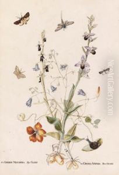 Hairbell, Fly Orchid, Bee Orchid And Nasturtium With Moths; Andwild Orchid, Daisy And Common Twayblade With A Dragonfly, Moths Andother Insects - view 1