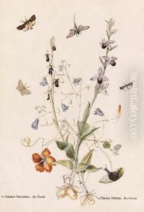 Hairbell, Fly Orchid, Bee Orchid And Nasturtium With Moths; Andwild Orchid, Daisy And Common Twayblade With A Dragonfly, Moths Andother Insects by Thomas Robins