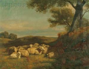 Sheep In A Field by Thomas Harris Robinson