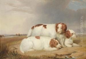 A Portrait Of Three Red And Whitespaniels A Portrait Of Three Red And Whitespaniels