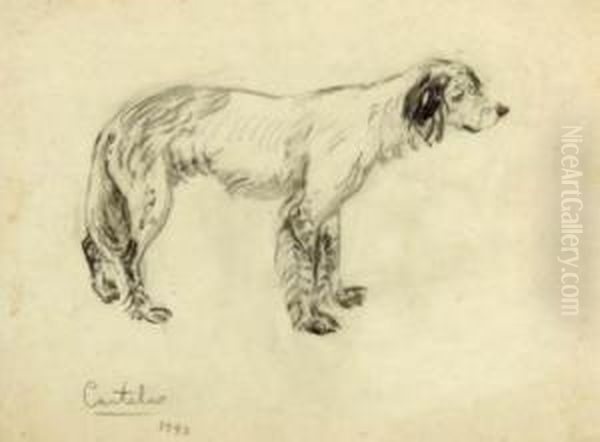 Perro - view 1