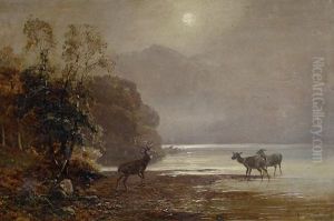 Deer By A Loch