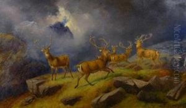 Red Deer In The Highlands - view 1