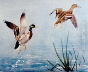 Mallards In Flight by Conrad Roland