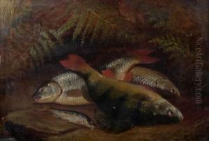 The Day'scatch