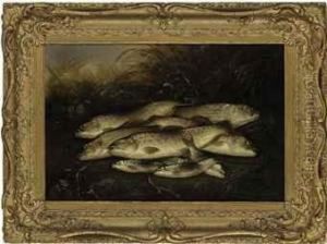 Trout And Grayling Caught At Salisbury