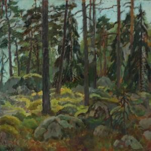 Forest With Pine Trees