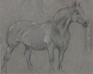 Study Of A Farm Horse; A Horse's Head