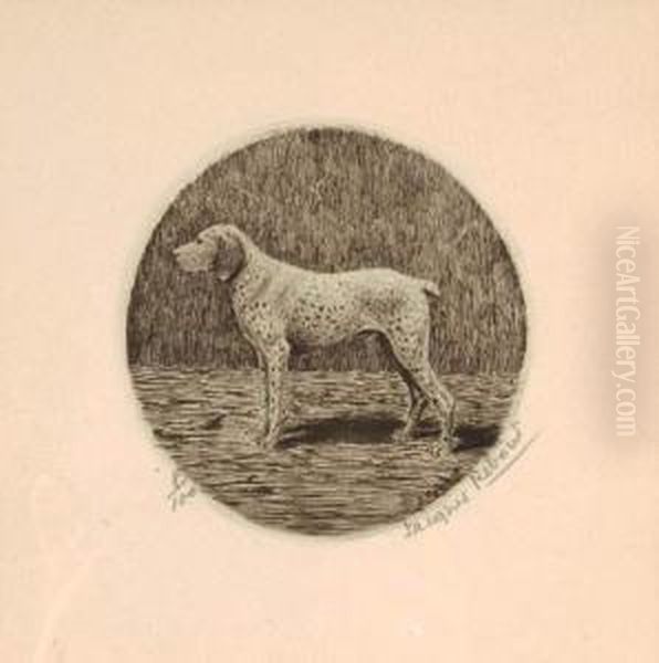 Braque Du Bourbonnais - view 1