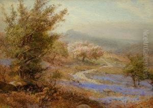 Blue Bells, Dartmoor Near Hayton