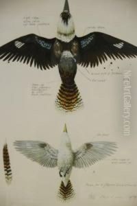 Plan For A Flying Kookaburra Plan For A Flying Kookaburra