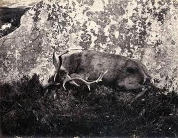 Slain Deer - view 1