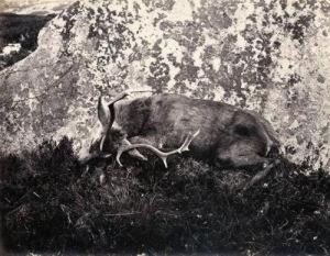 Slain Deer by Horatio Ross