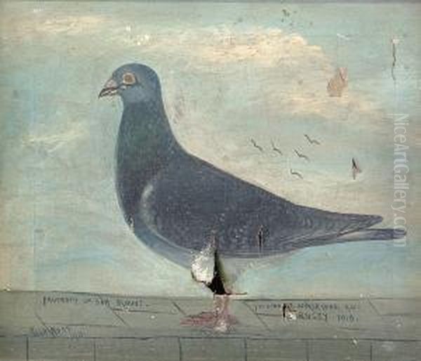 Study Of A Racing Pigeon - view 1