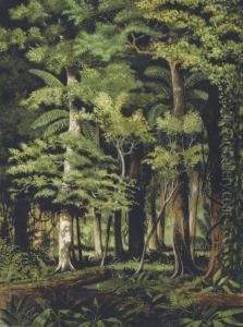 A Brazilian Jungle ( A Brazilian Jungle (