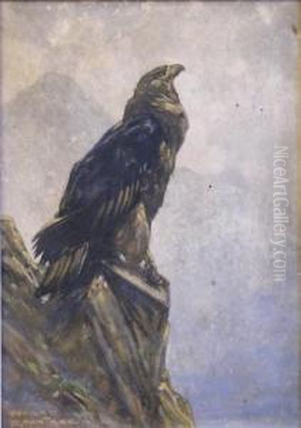 A Mountain Eagle. - view 1