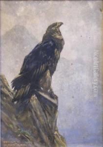 A Mountain Eagle. by Harry Rountree