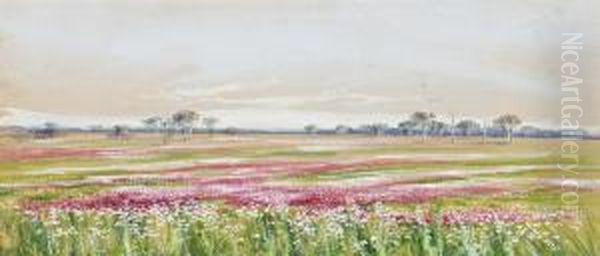 Western Australian Wildflowers - view 1