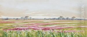 Western Australian Wildflowers by Marian Ellis Rowan