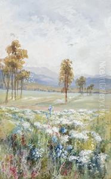 Western Australian Wildflowers - view 1